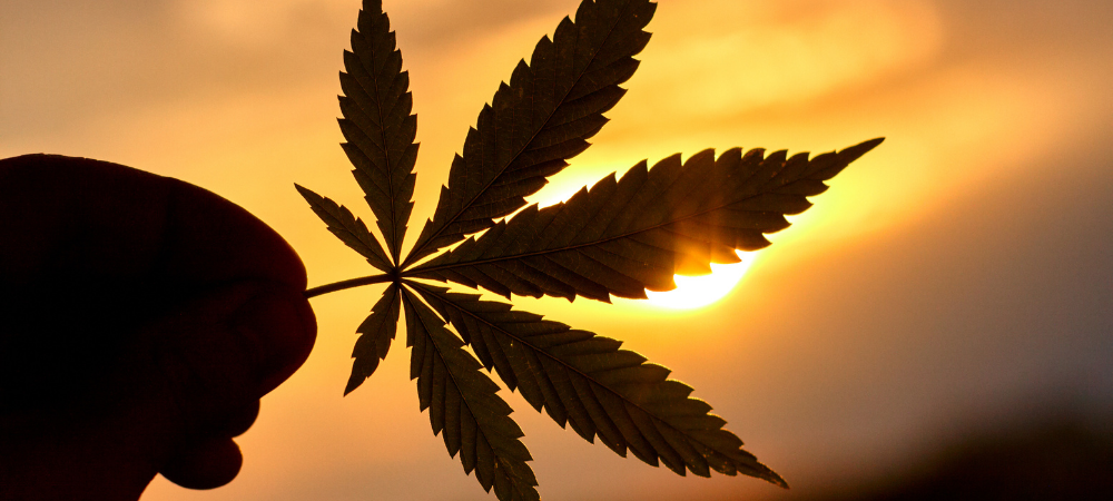 Chemo Side Effects Cannabis GoLove CBD