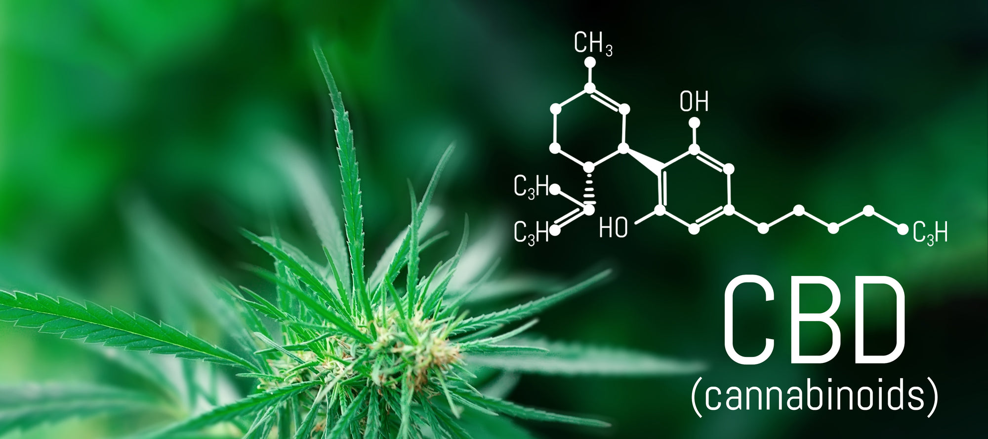 Industrial Hemp CBD vs Marijuana CBD: What’s the difference and what exactly is legal to sell?