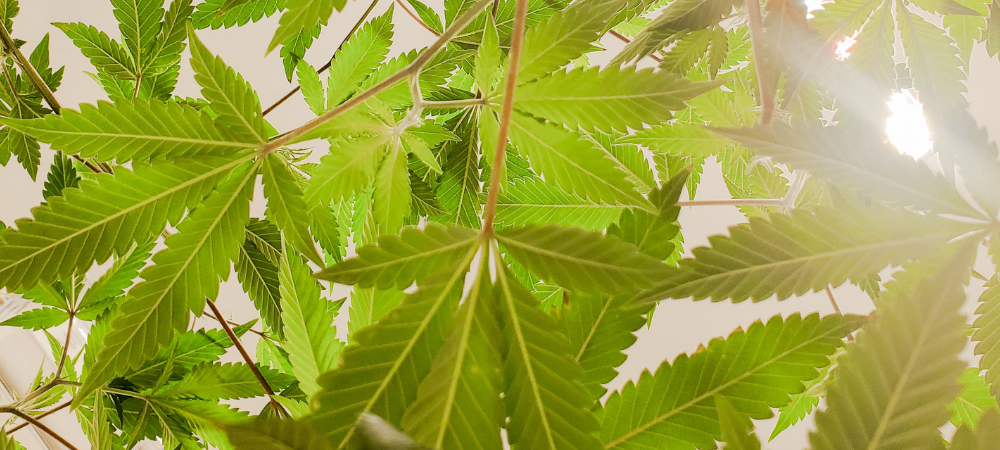 Sunlight shining through marijuana leaves